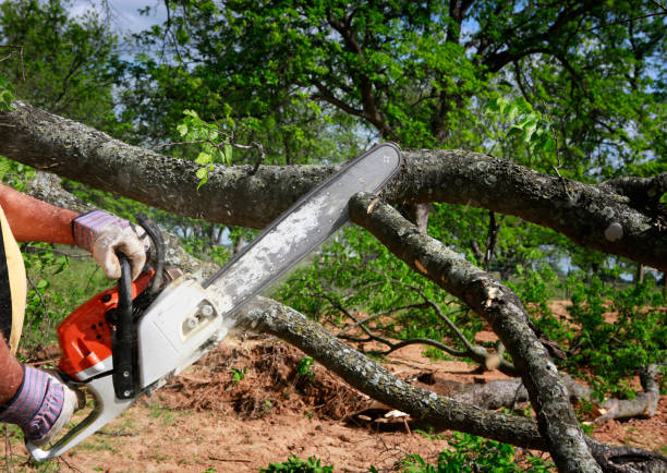 Large Tree Removal in Brigantine, NJ